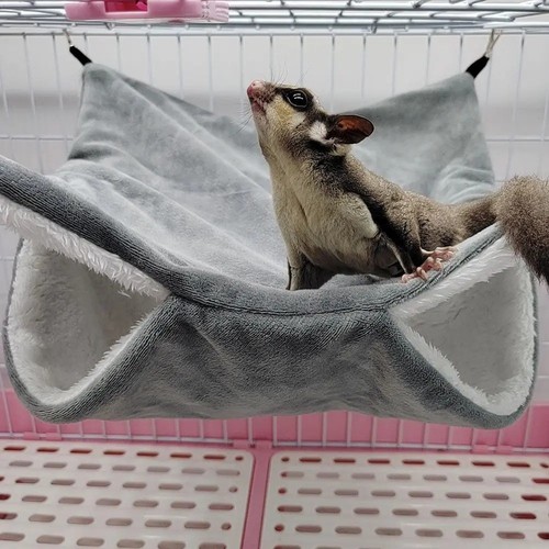 Pet ferret rat squirrel bird - squirrel,