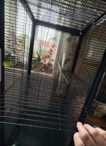 Chinchilla parrot chipmunk rat - chinchilla,