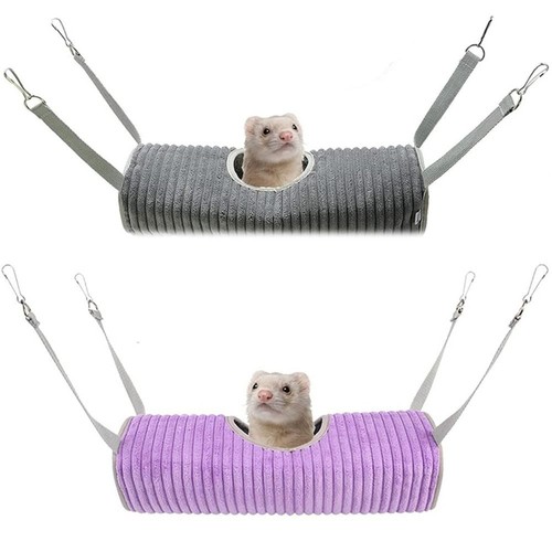 Small animal guinea pig - animal,