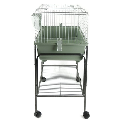 Rabbit guinea pig bunny indoor - rabbit,