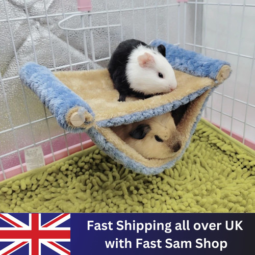 Ferret rat squirrel pet - rat,